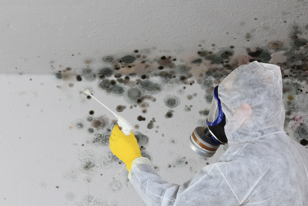 Mold Remediation Long Island